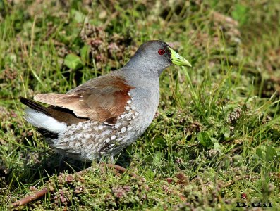 POLLA PINTADA (Gallinula melanops) - Laguna del Diario - MALDONADO (Junio 2012)